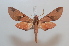  ( - BC-Basq 2568)  @13 [ ] Copyright (2010) Unspecified Research Collection of Patrick Basquin