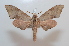  ( - BC-Basq 2578)  @14 [ ] Copyright (2010) Unspecified Research Collection of Patrick Basquin