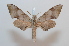  ( - BC-Basq 2579)  @13 [ ] Copyright (2010) Unspecified Research Collection of Patrick Basquin