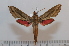  ( - BC-Basq 2596)  @13 [ ] Copyright (2010) Unspecified Research Collection of Patrick Basquin
