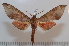  ( - BC-Basq 2603)  @14 [ ] Copyright (2010) Unspecified Research Collection of Patrick Basquin