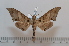  ( - BC-Basq 2605)  @13 [ ] Copyright (2010) Unspecified Research Collection of Patrick Basquin