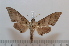  ( - BC-Basq 2607)  @13 [ ] Copyright (2010) Unspecified Research Collection of Patrick Basquin