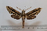  ( - BC-Basq 2608)  @14 [ ] Copyright (2010) Unspecified Research Collection of Patrick Basquin