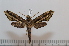  ( - BC-Basq 2609)  @14 [ ] Copyright (2010) Unspecified Research Collection of Patrick Basquin