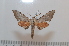  ( - BC-Basq 2612)  @12 [ ] Copyright (2010) Unspecified Research Collection of Patrick Basquin