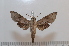  ( - BC-Basq 2613)  @12 [ ] Copyright (2010) Unspecified Research Collection of Patrick Basquin
