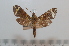  ( - BC-Basq 2616)  @12 [ ] Copyright (2010) Unspecified Research Collection of Patrick Basquin