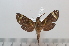  ( - BC-Basq 2617)  @13 [ ] Copyright (2010) Unspecified Research Collection of Patrick Basquin