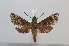  ( - BC-Basq 2618)  @13 [ ] Copyright (2010) Unspecified Research Collection of Patrick Basquin
