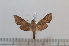  ( - BC-Basq 2625)  @12 [ ] Copyright (2010) Unspecified Research Collection of Patrick Basquin