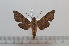  ( - BC-Basq 2626)  @13 [ ] Copyright (2010) Unspecified Research Collection of Patrick Basquin