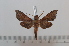  ( - BC-Basq 2627)  @13 [ ] Copyright (2010) Unspecified Research Collection of Patrick Basquin