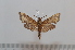  ( - BC-Basq 2636)  @13 [ ] Copyright (2010) Unspecified Research Collection of Patrick Basquin