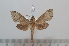  ( - BC-Basq 2652)  @12 [ ] Copyright (2010) Unspecified Research Collection of Patrick Basquin