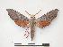  ( - PD-BC 126)  @14 [ ] Copyright (2010) Unspecified Research Collection of Philippe Darge