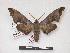  (Polyptychus digitatus - PD-BC 235)  @15 [ ] Copyright (2010) Unspecified Research Collection of Philippe Darge