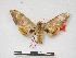  (Pseudoclanis canui - PD-BC 271)  @13 [ ] Copyright (2010) Unspecified Research Collection of Philippe Darge