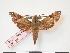  ( - PD-BC 295)  @13 [ ] Copyright (2010) Unspecified Research Collection of Philippe Darge