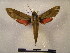  ( - PD-BC 2264)  @13 [ ] Copyright (2010) Unspecified Research Collection of Philippe Darge