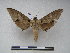  ( - PD-BC 2265)  @13 [ ] Copyright (2010) Unspecified Research Collection of Philippe Darge