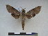  ( - PD-BC 2269)  @13 [ ] Copyright (2010) Unspecified Research Collection of Philippe Darge