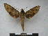  ( - PD-BC 2272)  @12 [ ] Copyright (2010) Unspecified Research Collection of Philippe Darge