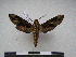  ( - PD-BC 2297)  @13 [ ] Copyright (2010) Unspecified Research Collection of Philippe Darge