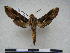  ( - PD-BC 2299)  @13 [ ] Copyright (2010) Unspecified Research Collection of Philippe Darge