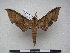  (Polyptychus thihongae - PD-BC 2321)  @14 [ ] Copyright (2010) Unspecified Research Collection of Philippe Darge
