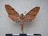  ( - PD-BC 2327)  @13 [ ] Copyright (2010) Unspecified Research Collection of Philippe Darge