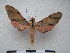  ( - PD-BC 2329)  @13 [ ] Copyright (2010) Unspecified Research Collection of Philippe Darge