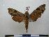  ( - PD-BC 1144)  @13 [ ] Copyright (2010) Unspecified Research Collection of Philippe Darge