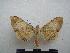  (Andriasa mitchelli - PD-BC-2031)  @14 [ ] Copyright (2010) Unspecified Research Collection of Philippe Darge