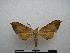  (Andriasa contraria suffusa - PD-BC-2042)  @14 [ ] Copyright (2010) Unspecified Research Collection of Philippe Darge