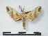  (Gynoeryx teteforti - PD-BC 577)  @14 [ ] Copyright (2010) Unspecified Research Collection of Philippe Darge