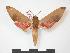  ( - PD-BC 617)  @14 [ ] Copyright (2010) Unspecified Research Collection of Philippe Darge