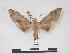  ( - PD-BC 619)  @13 [ ] Copyright (2010) Unspecified Research Collection of Philippe Darge