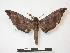  ( - PD-BC 635)  @13 [ ] Copyright (2010) Unspecified Research Collection of Philippe Darge