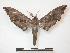  (Polyptychus erosus - PD-BC 639)  @15 [ ] Copyright (2010) Unspecified Research Collection of Philippe Darge