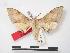  ( - PD-BC 660)  @14 [ ] Copyright (2010) Unspecified Research Collection of Philippe Darge
