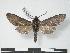  (Hoplistopus - PD-BC 690)  @14 [ ] Copyright (2010) Unspecified Research Collection of Philippe Darge