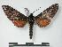  (Dovania poecila poecila - PD-BC 694)  @14 [ ] Copyright (2010) Unspecified Research Collection of Philippe Darge