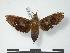  (Hypaedalea neglecta - PD-BC 735)  @13 [ ] Copyright (2010) Unspecified Research Collection of Philippe Darge