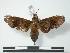  ( - PD-BC 736)  @13 [ ] Copyright (2010) Unspecified Research Collection of Philippe Darge