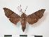  (Temnora subapicalis subapicalis - PD-BC 759)  @14 [ ] Copyright (2010) Unspecified Research Collection of Philippe Darge