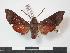  ( - PD-BC 793)  @13 [ ] Copyright (2010) Unspecified Research Collection of Philippe Darge