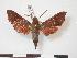 ( - PD-BC 794)  @13 [ ] Copyright (2010) Unspecified Research Collection of Philippe Darge