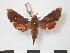  ( - PD-BC 797)  @13 [ ] Copyright (2010) Unspecified Research Collection of Philippe Darge