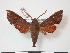  ( - PD-BC 798)  @14 [ ] Copyright (2010) Unspecified Research Collection of Philippe Darge